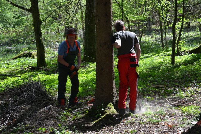 Maibaum holen, schnitzen und aufstellen